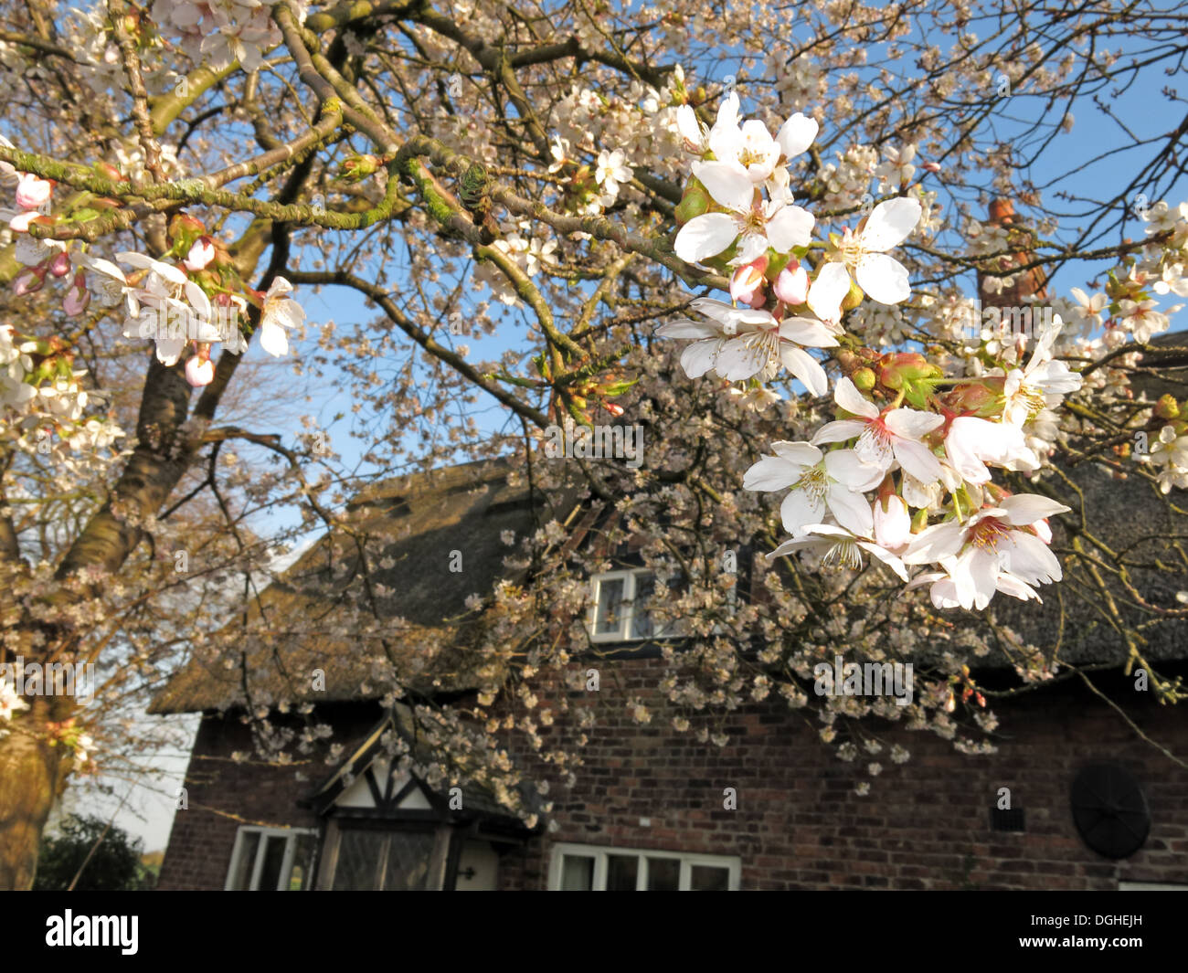 Belles fleurs blanches et fleurs d'anglais printemps UK Banque D'Images