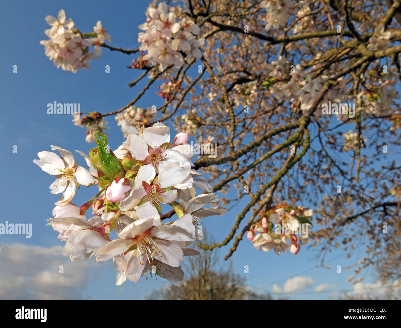 Belles fleurs blanches et fleurs d'anglais printemps UK Banque D'Images