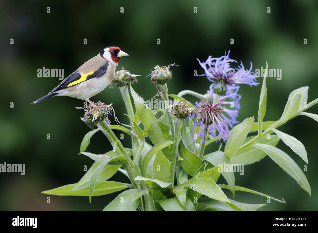 Chardonneret élégant (Carduelis carduelis) adulte, il se nourrit de graines de bleuet dans jardin, Warwickshire, Angleterre, juin Banque D'Images