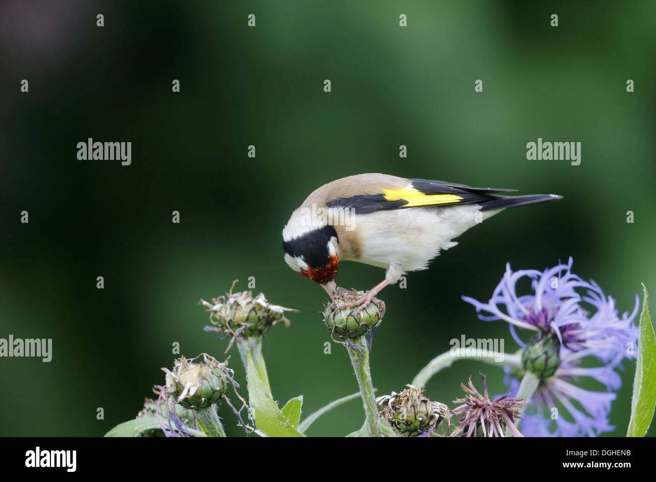 Chardonneret élégant (Carduelis carduelis) adulte, il se nourrit de graines de bleuet dans jardin, Warwickshire, Angleterre, juin Banque D'Images