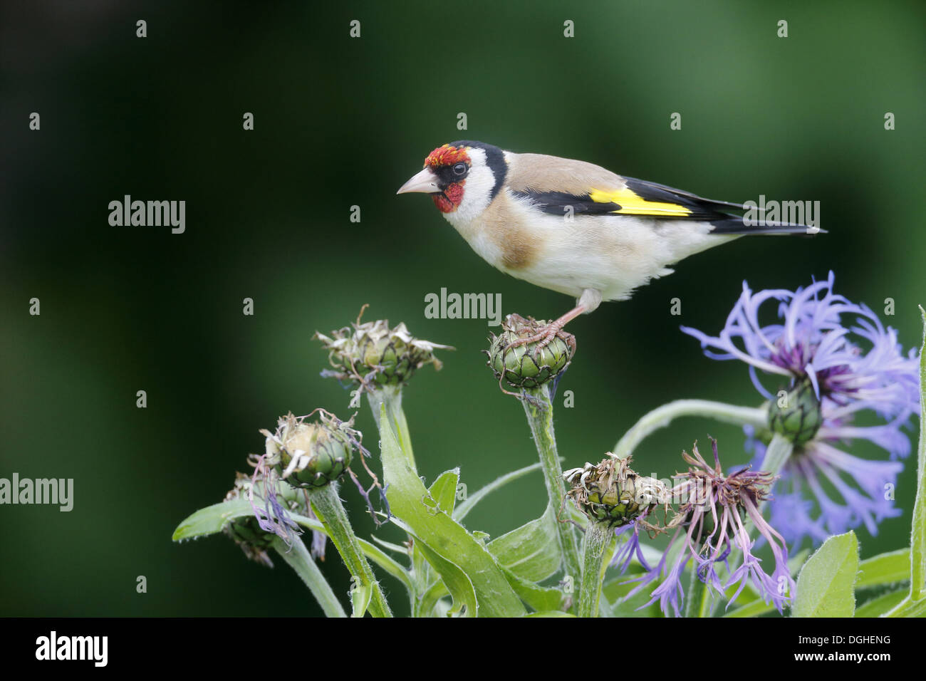 Chardonneret élégant (Carduelis carduelis) adulte, il se nourrit de graines de bleuet dans jardin, Warwickshire, Angleterre, juin Banque D'Images