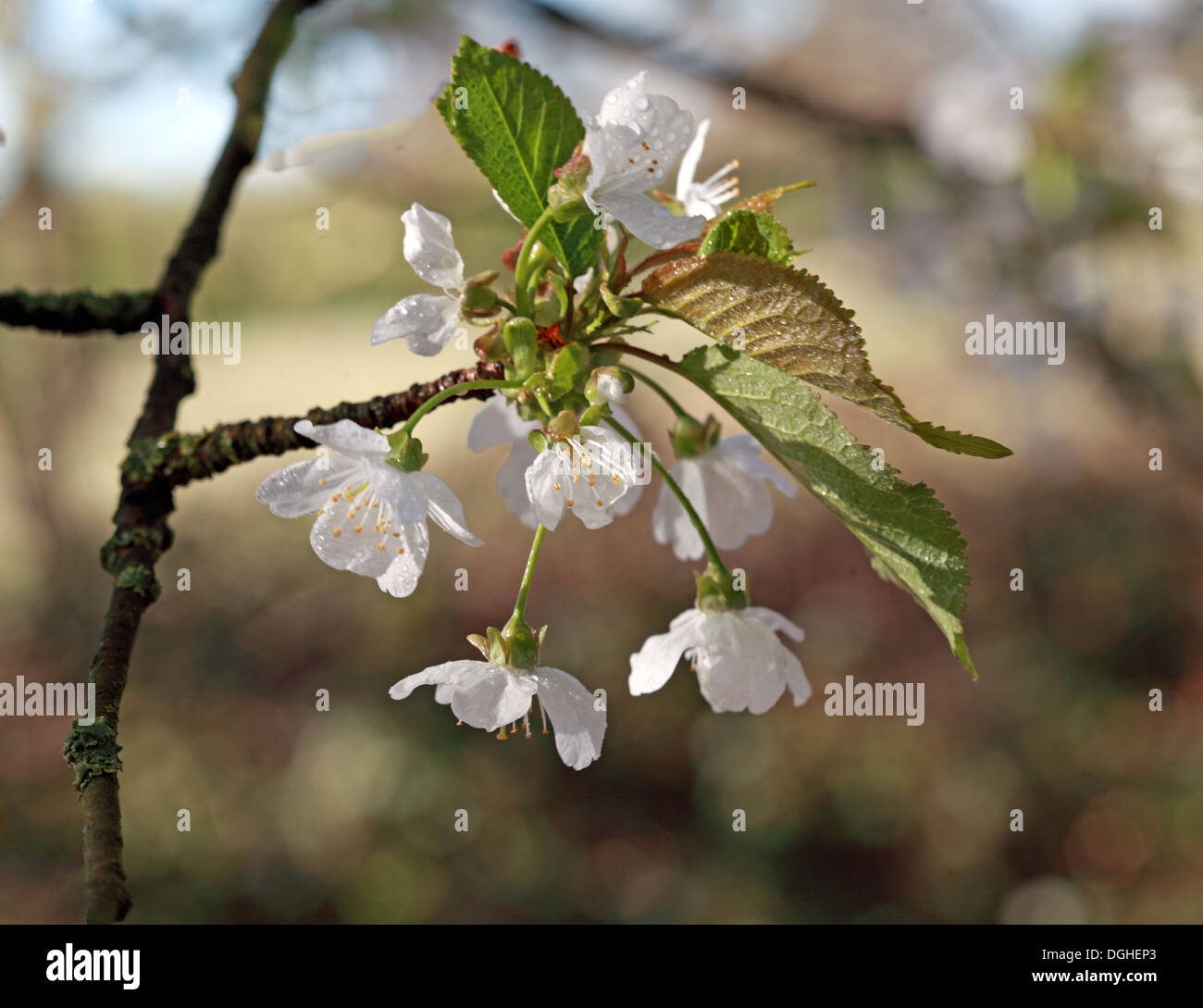 Belles fleurs blanches et fleurs d'anglais printemps UK Banque D'Images