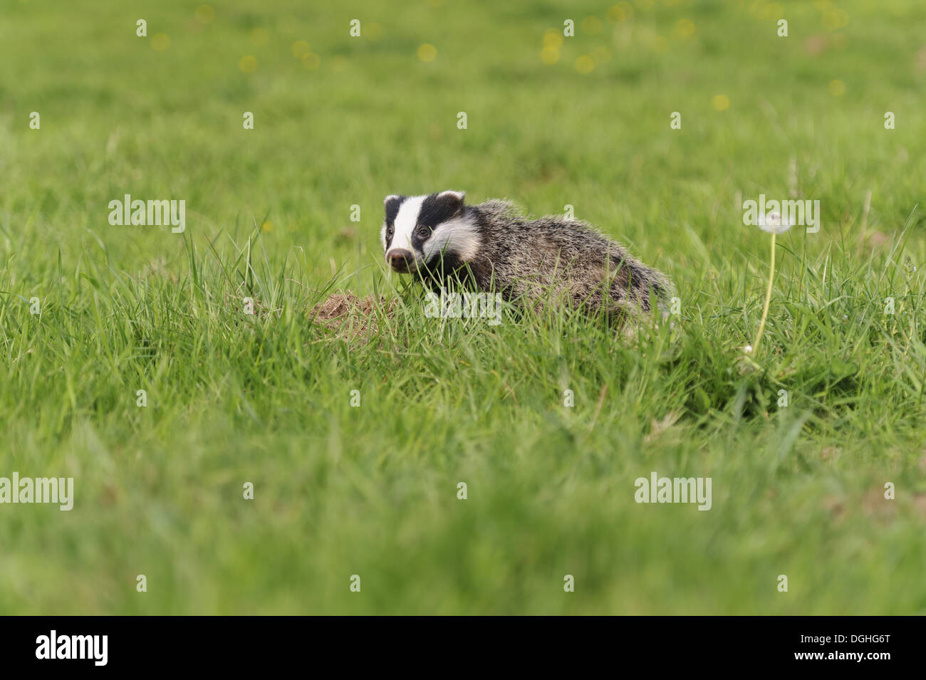 Eurasian Blaireau (Meles meles) cub, standing in meadow, Jackson's de taillis, Staffordshire, Angleterre, Mai Banque D'Images