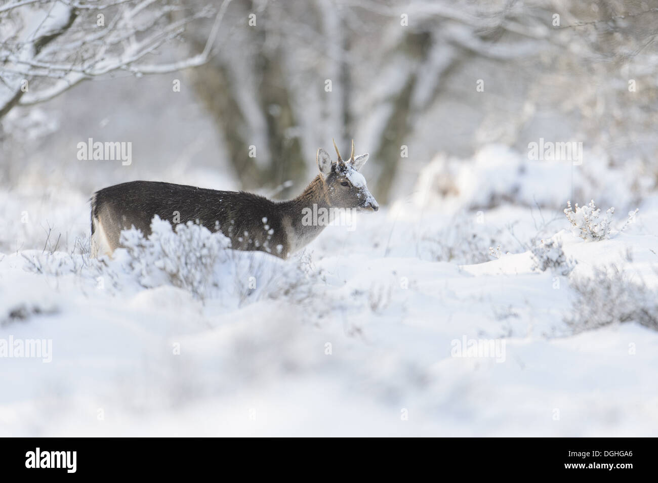 Le daim (Dama dama) forme foncée mâle immature debout sur la lande couverte de neige Décembre Angleterre Staffordshire Cannock Chase Banque D'Images