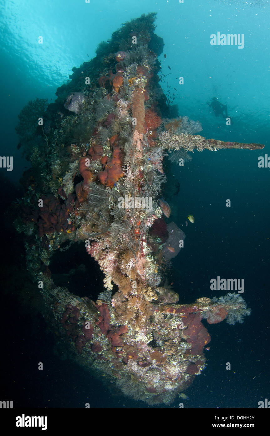 Piscine de plongée près de l'USAT Liberty shipwreck incrustés de corail (navire de transport de l'armée américaine pendant la DEUXIÈME GUERRE MONDIALE) torpillé Seraya Tulamben Bali Banque D'Images
