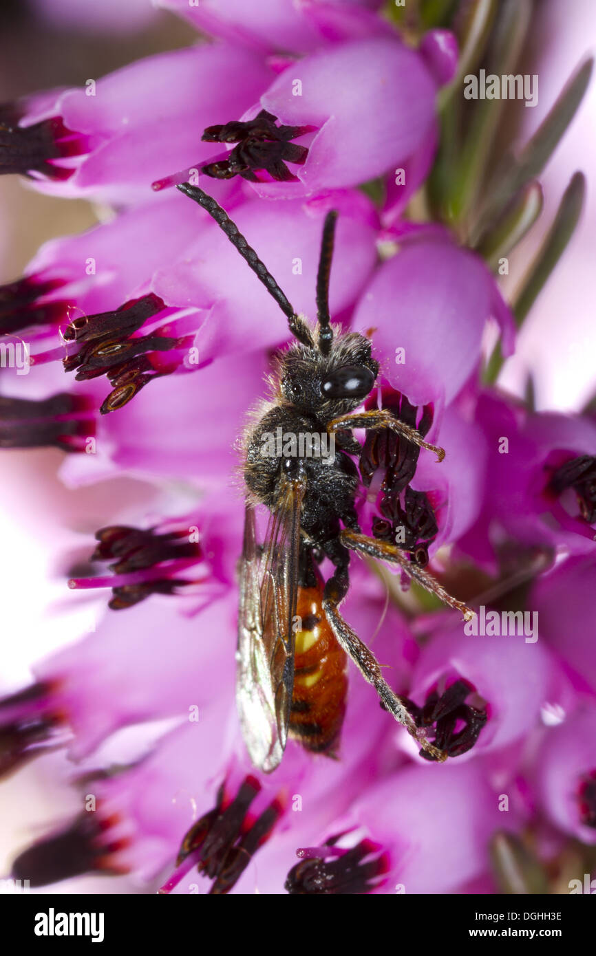 Fabricius' Nomad (abeille Nomada fabriciana) mâle adulte, se nourrissant de bruyère cendrée (Erica sp.) fleur en jardin, Powys, Pays de Galles, avril Banque D'Images
