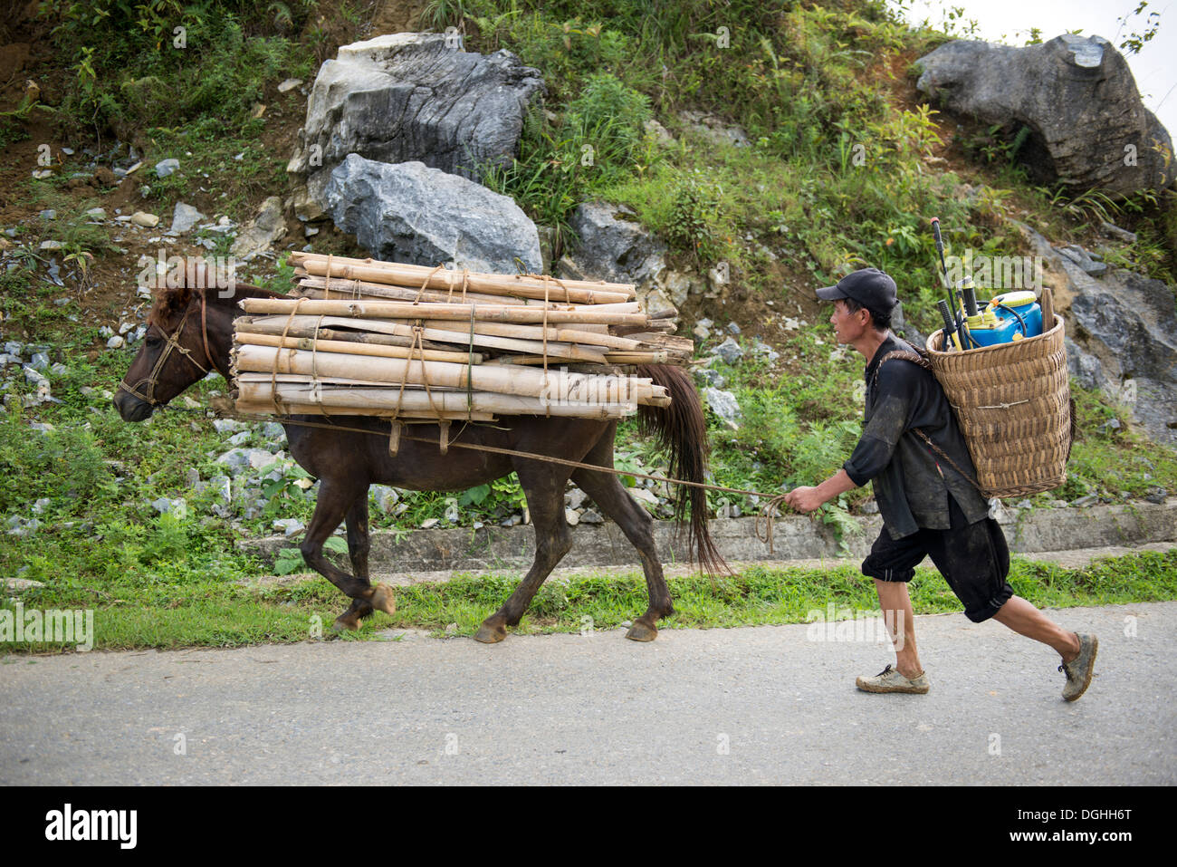 L'homme cheval leader Flower Hmong avec arbre bambou, Bac Ha, Lao Cai, Vietnam Banque D'Images