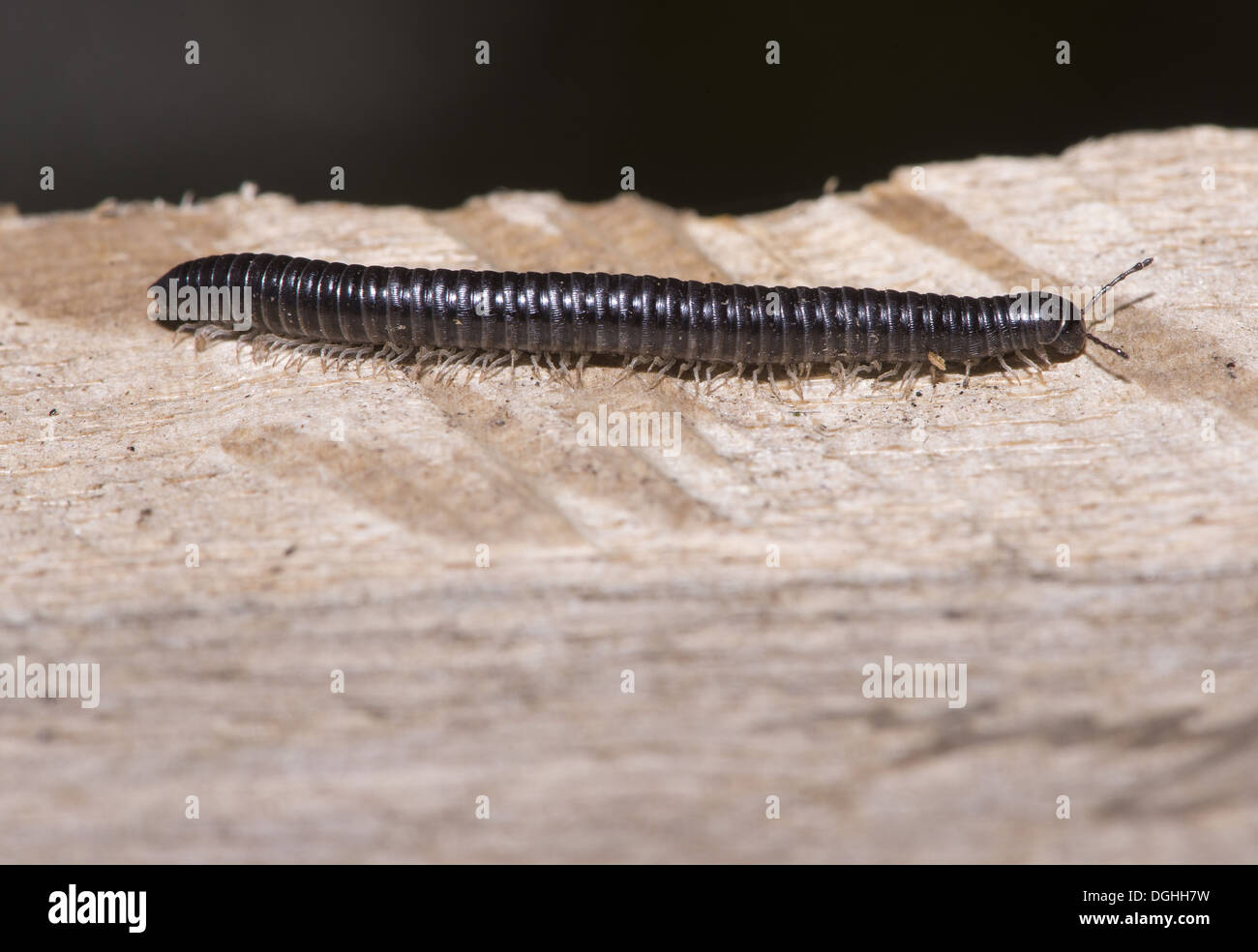 Mille-pattes noires (Tachypodoiulus niger) des profils, balades en jardin, l'effritement, Lancashire, Angleterre, avril Banque D'Images