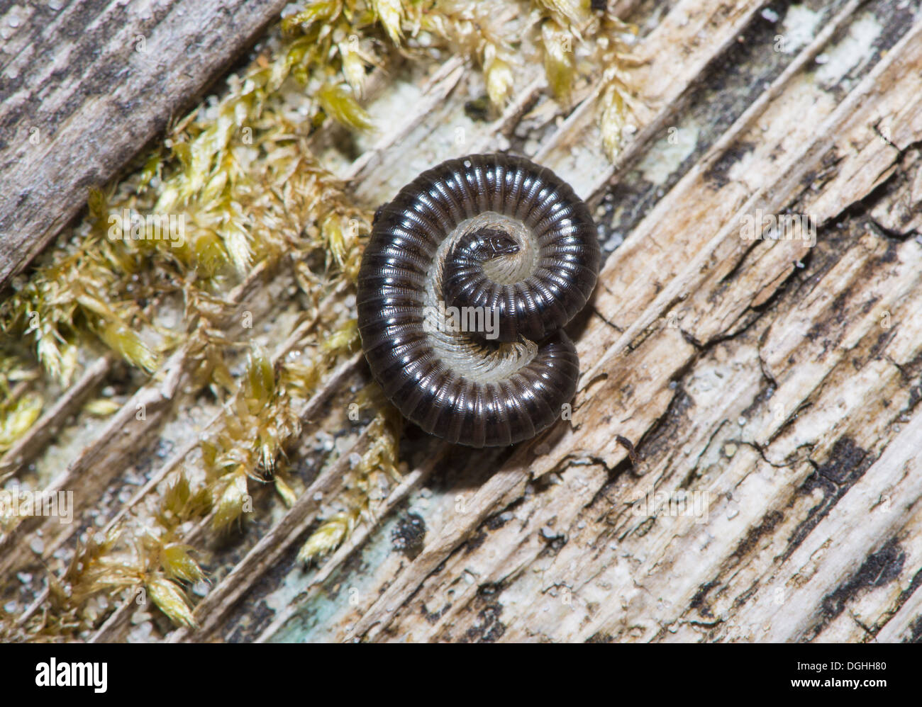 Mille-pattes noires (Tachypodoiulus niger) des profils, enroulés dans le jardin, à l'effritement, Lancashire, Angleterre, avril Banque D'Images