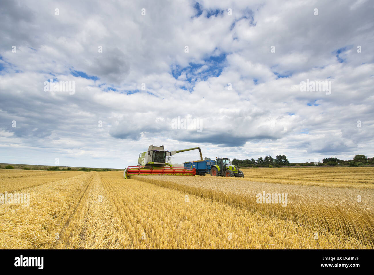 Moissonneuse-batteuse Claas la récolte d'orge (Hordeum vulgare) 'culture' Buire remorque remplissage tiré par le tracteur avec le grain dans Banque D'Images
