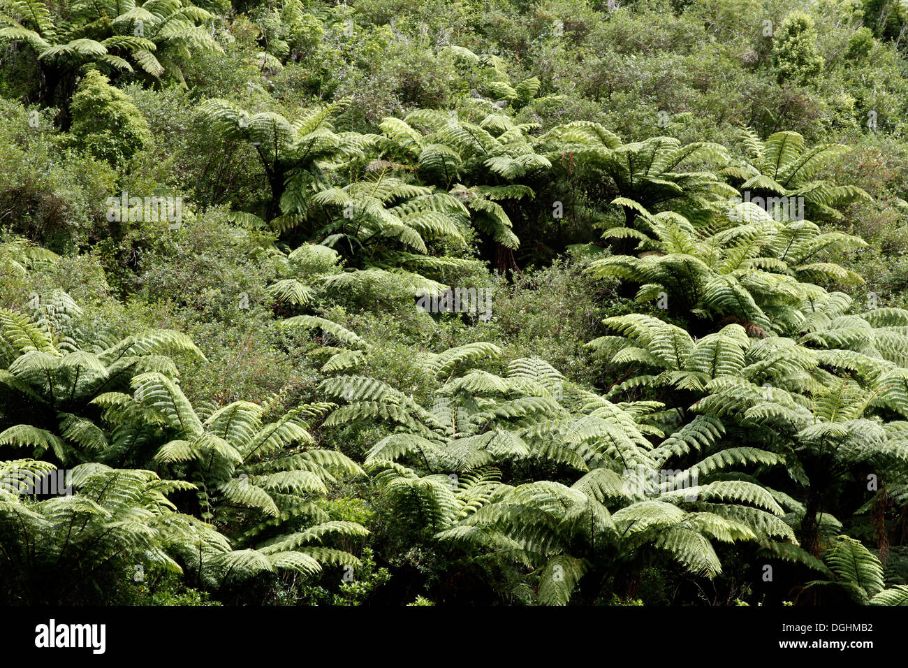 Les arbres dans les forêts tropicales de fougère Banque D'Images
