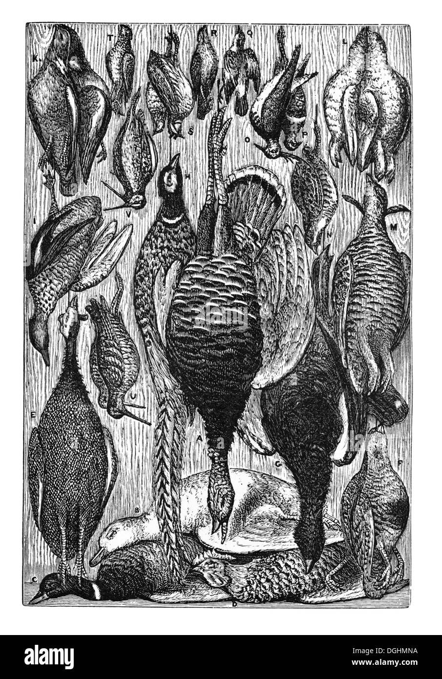 La volaille, illustration historique de : Marie Adenfeller, Friedrich Werner : la cuisine et le ménage d'adresses Banque D'Images