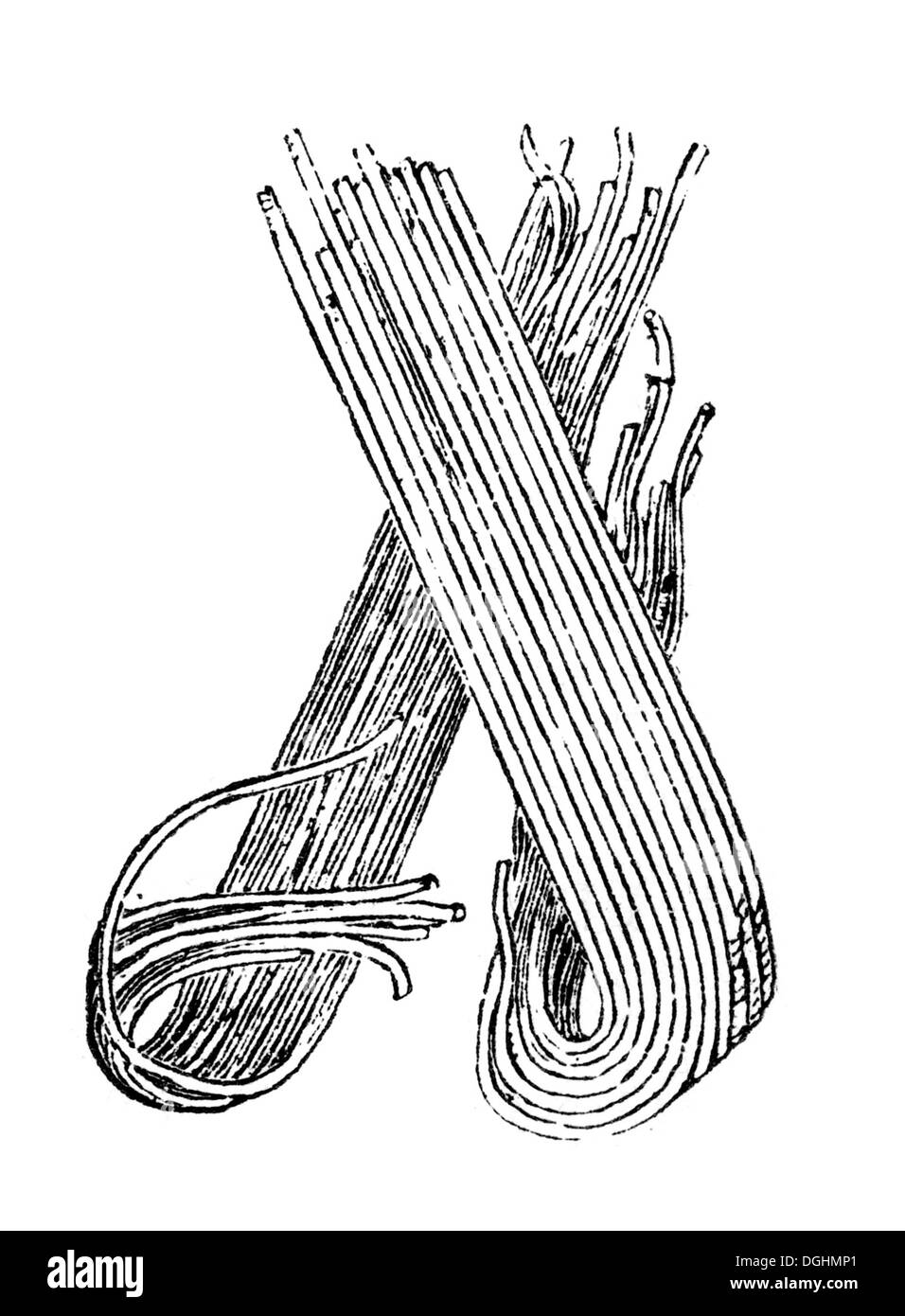 Prefix, vignette : nouilles, illustration historique de : Marie Adenfeller, Friedrich Werner : la cuisine et Banque D'Images