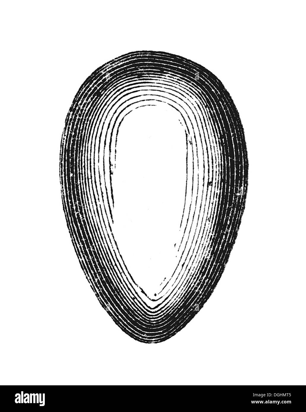 Oeuf, illustration historique, Marie Adenfeller, Friedrich Werner, cuisine et ménage livre illustré Banque D'Images