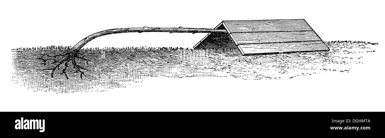 Rose standard, couché, illustration historique, Theodor Lange, le général illustré Jardin Book, Volume 2, Leipzig 1902, p. 424 Banque D'Images