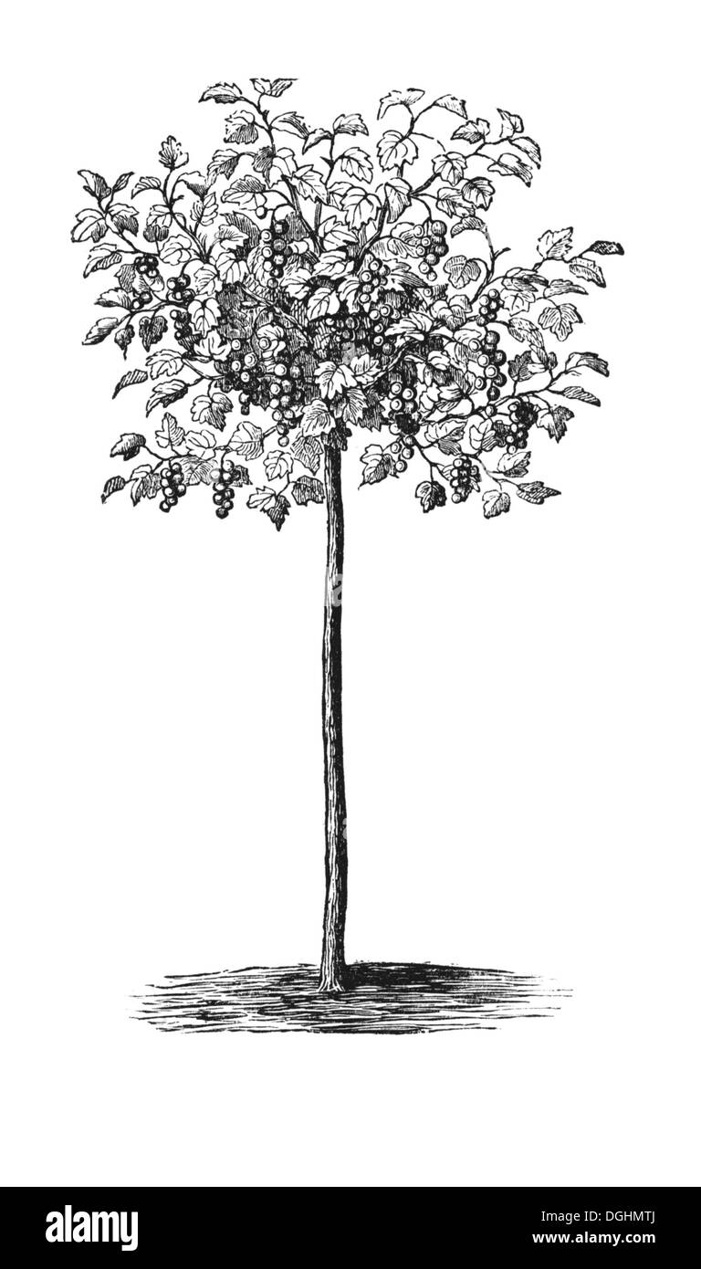 Tall Groseille, illustration historique, Theodor Lange, le général illustré Jardin Book, Volume 2, Leipzig 1902, p. 343, fig. 278 Banque D'Images