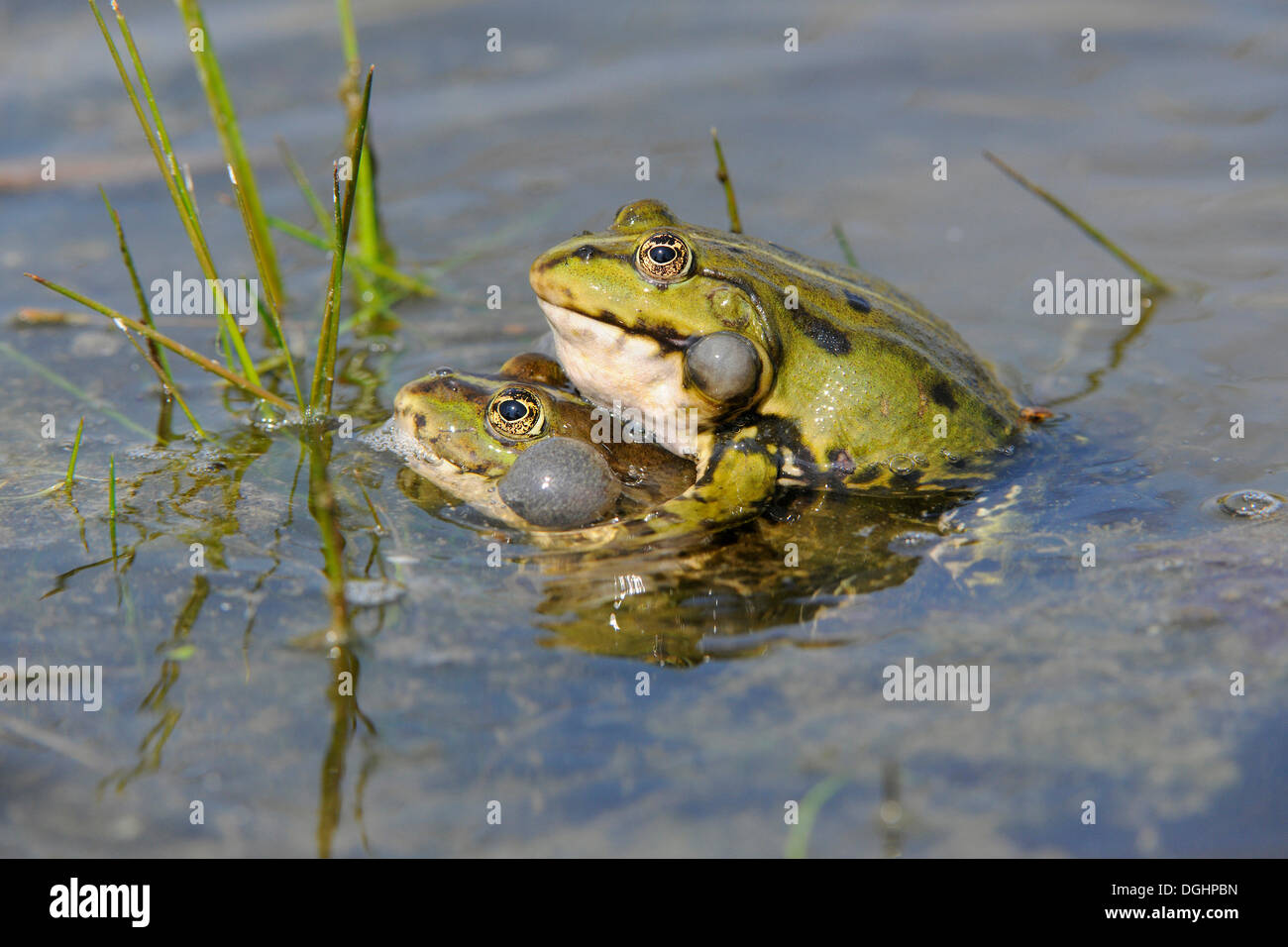 Les grenouilles de l'étang ou comestibles les grenouilles (Rana esculenta), deux hommes avec des sacs vocaux gonflés les uns les autres de préhension, Thuringe, Allemagne Banque D'Images