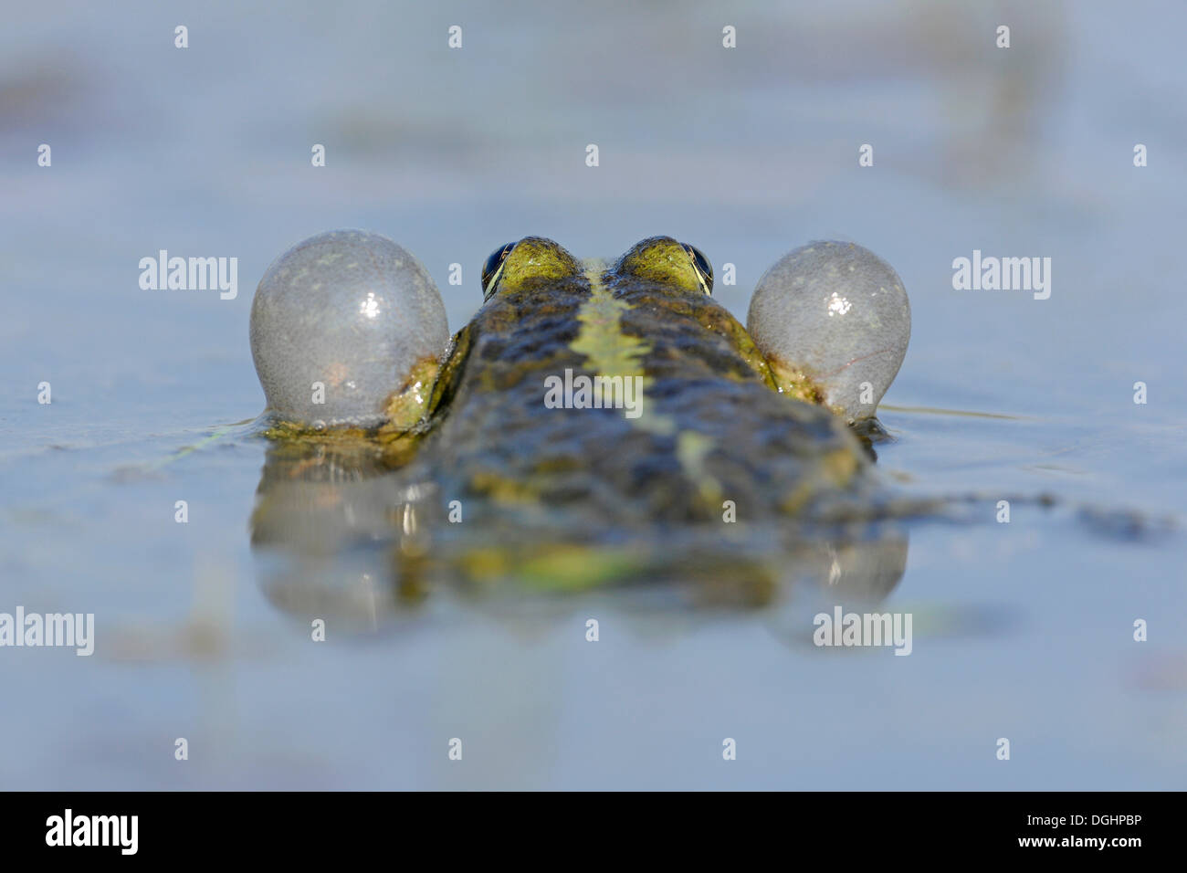 Frog Pond ou comestibles grenouille (Rana esculenta), homme avec sacs vocaux gonflés, Thuringe, Allemagne Banque D'Images