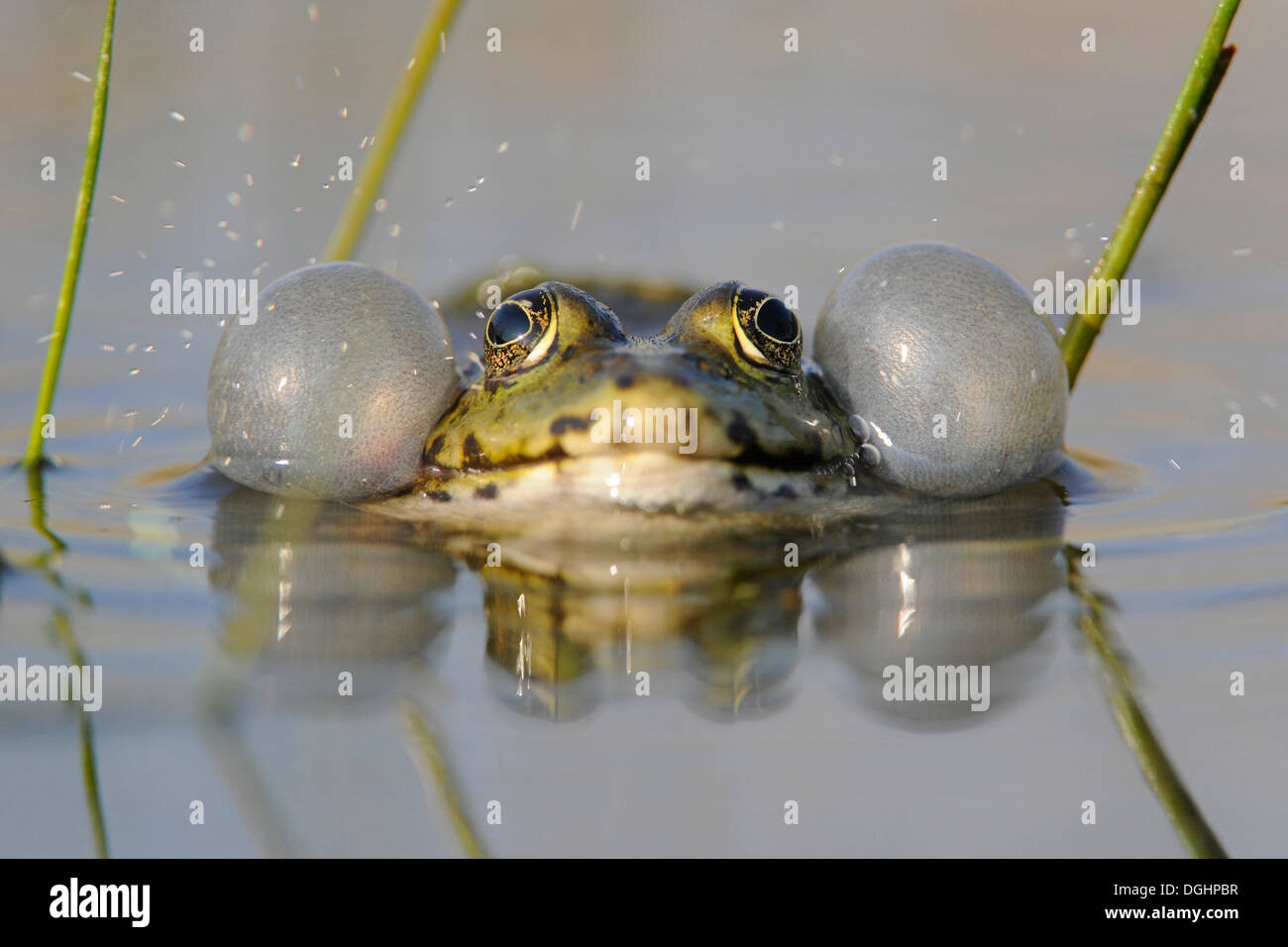 Frog Pond ou comestibles grenouille (Rana esculenta), homme avec sacs vocaux gonflés, Thuringe, Allemagne Banque D'Images