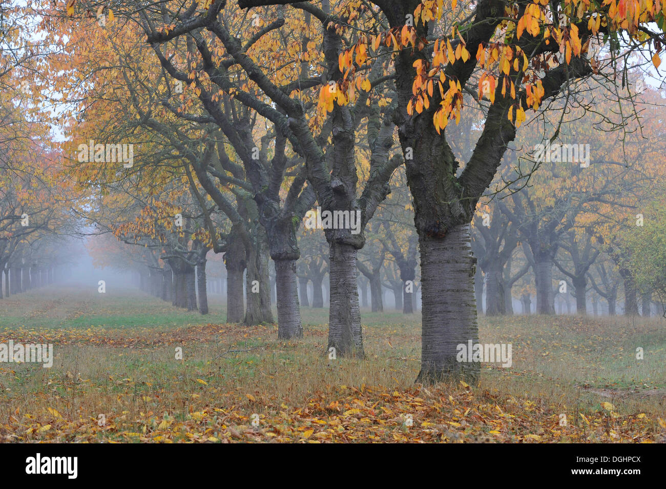 Le merisier, le Cerisier des oiseaux ou merisier (Prunus avium), Prairie Orchard en automne, Thuringe, Allemagne Banque D'Images