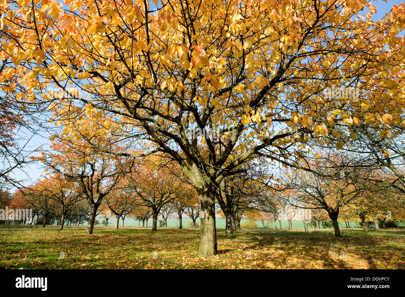 Le merisier, le Cerisier des oiseaux ou merisier (Prunus avium), Prairie Orchard en automne, Thuringe, Allemagne Banque D'Images