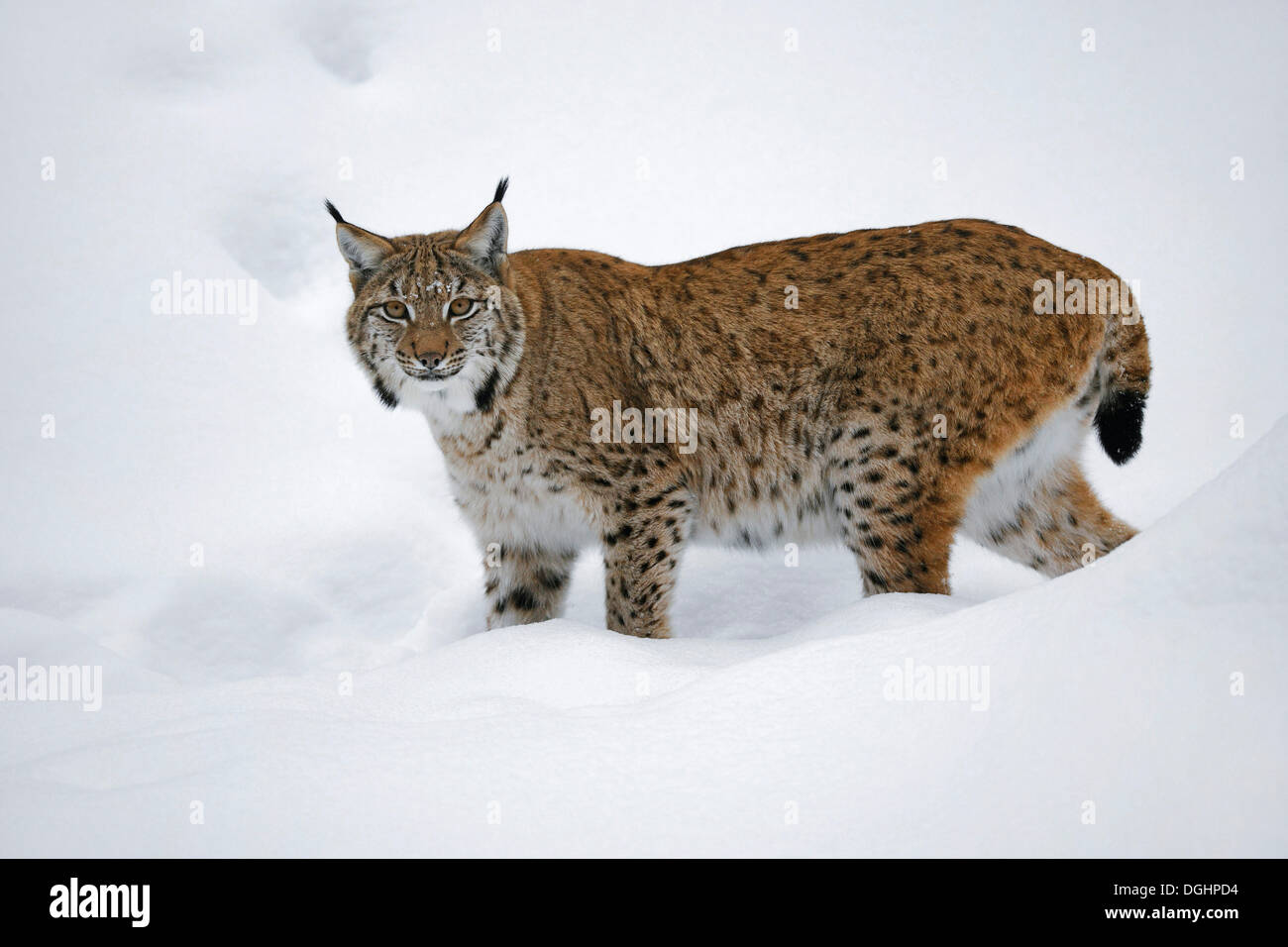 Le Lynx (Lynx lynx) debout dans la neige, animal enclosure, Bavarian Forest National Park, Bavière, Allemagne Banque D'Images
