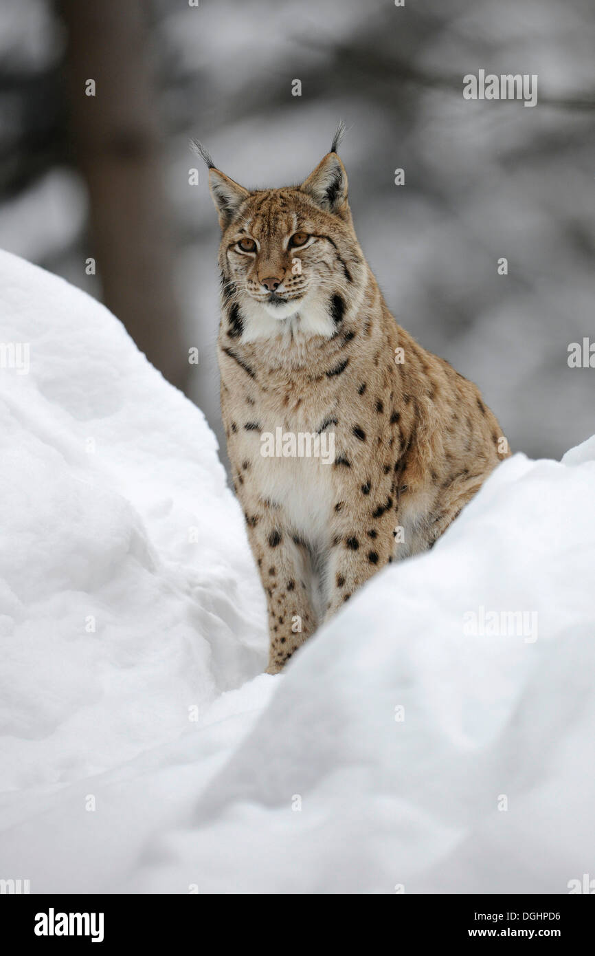 Le Lynx (Lynx lynx), assis dans la neige, animal enclosure, Bavarian Forest National Park, Bavière, Allemagne Banque D'Images