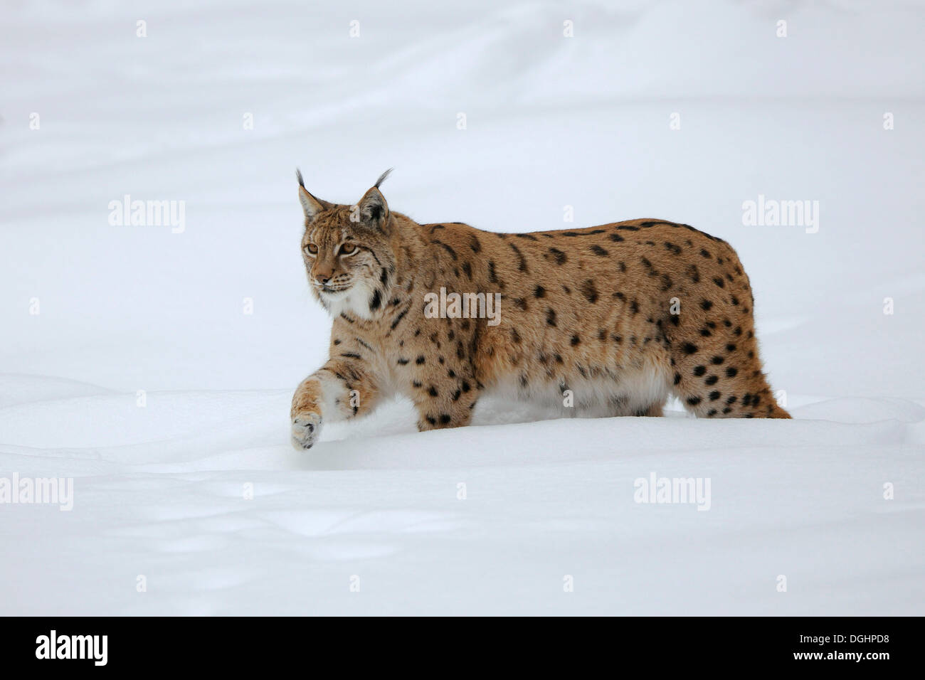 Le Lynx (Lynx lynx) à pied dans la neige profonde, animal enclosure, Bavarian Forest National Park, Bavière, Allemagne Banque D'Images