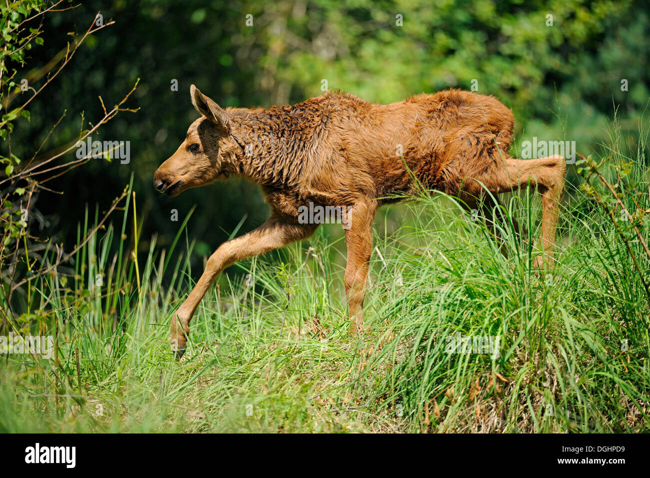 Eurasian les wapitis ou les orignaux (Alces alces), veau, gibier de l'Etat, de l'Allemagne Banque D'Images