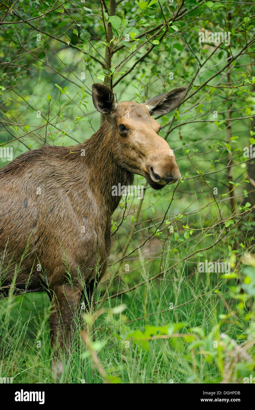 Eurasian les wapitis ou les orignaux (Alces alces), vache, state game reserve, Allemagne Banque D'Images