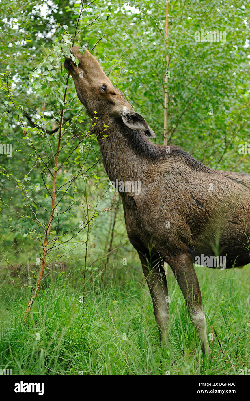 Eurasian les wapitis ou les orignaux (Alces alces), vache manger les feuilles, de l'état réserve de chasse, Allemagne Banque D'Images