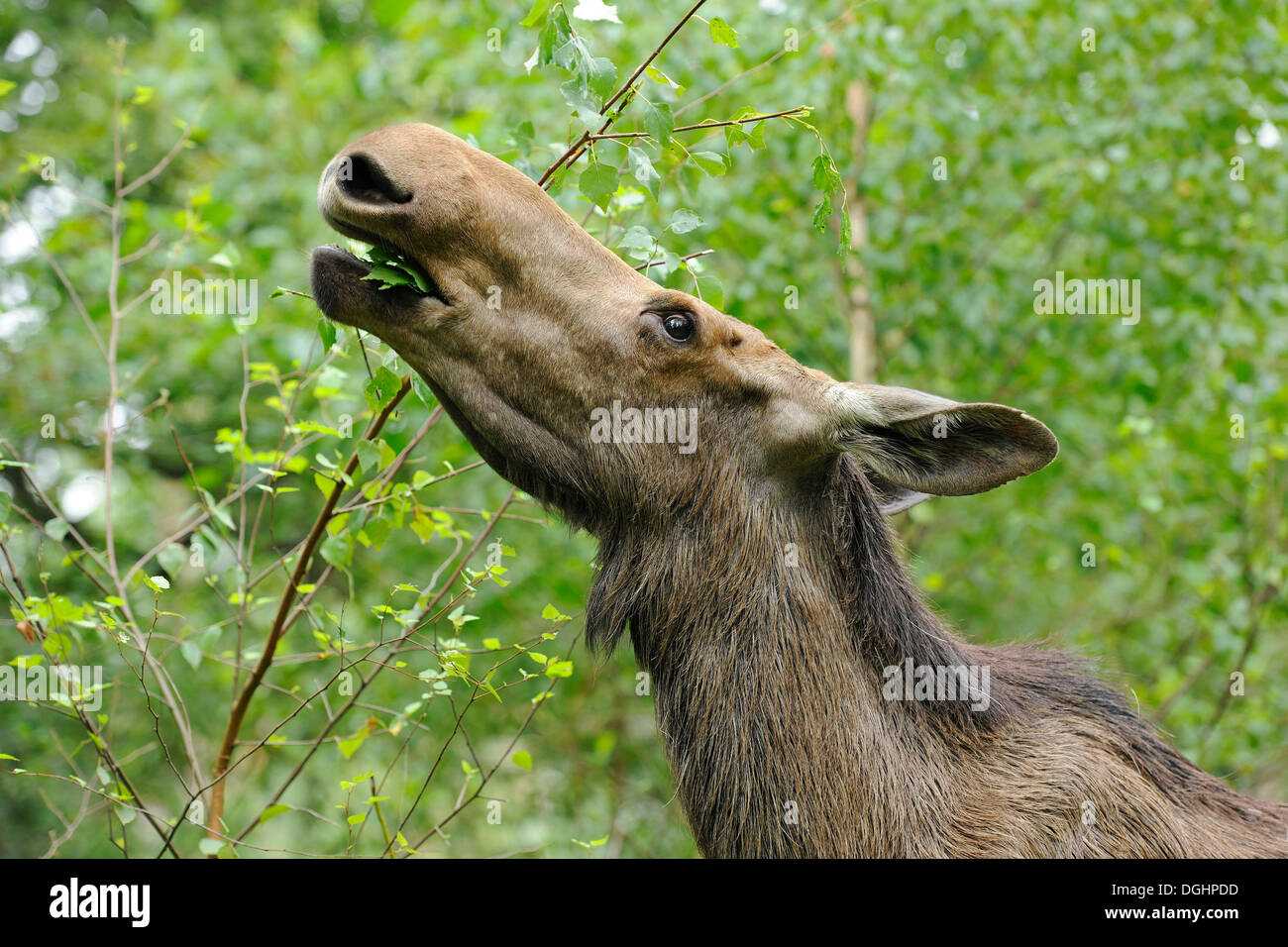 Eurasian les wapitis ou les orignaux (Alces alces), vache manger les feuilles, de l'état réserve de chasse, Allemagne Banque D'Images