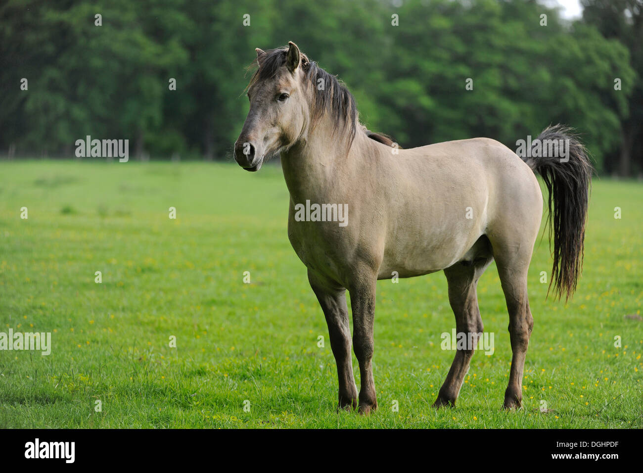 Tarpan (Equus ferus gmelini, Equus gmelini), l'élevage sélectif, reproduction, municipal game reserve, Hesse, Allemagne Banque D'Images