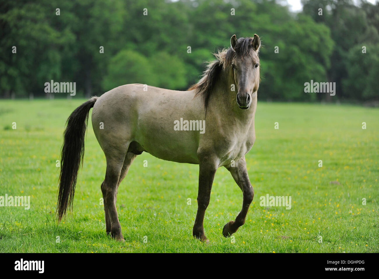Tarpan (Equus ferus gmelini, Equus gmelini), l'élevage sélectif, reproduction, municipal game reserve, Hesse, Allemagne Banque D'Images
