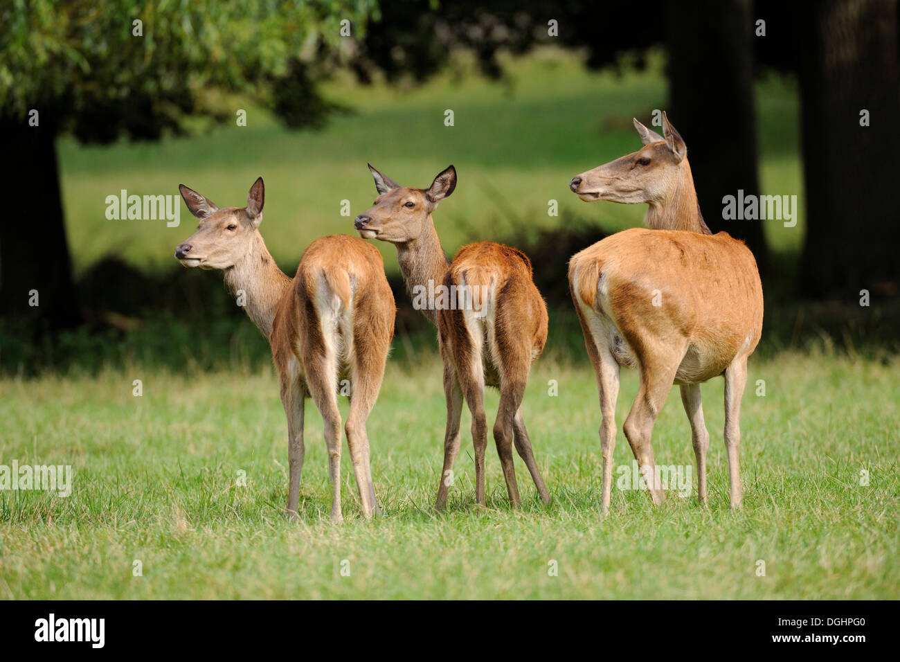 Red Deer (Cervus elaphus), trois Hinds, captive, Bavière, Allemagne Banque D'Images