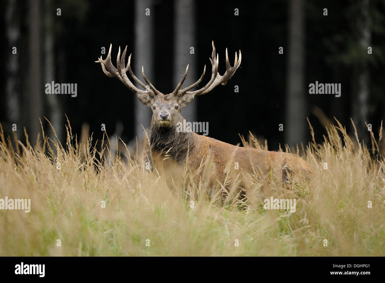Red Deer (Cervus elaphus), Stag, captive, Basse-Saxe, Allemagne Banque D'Images