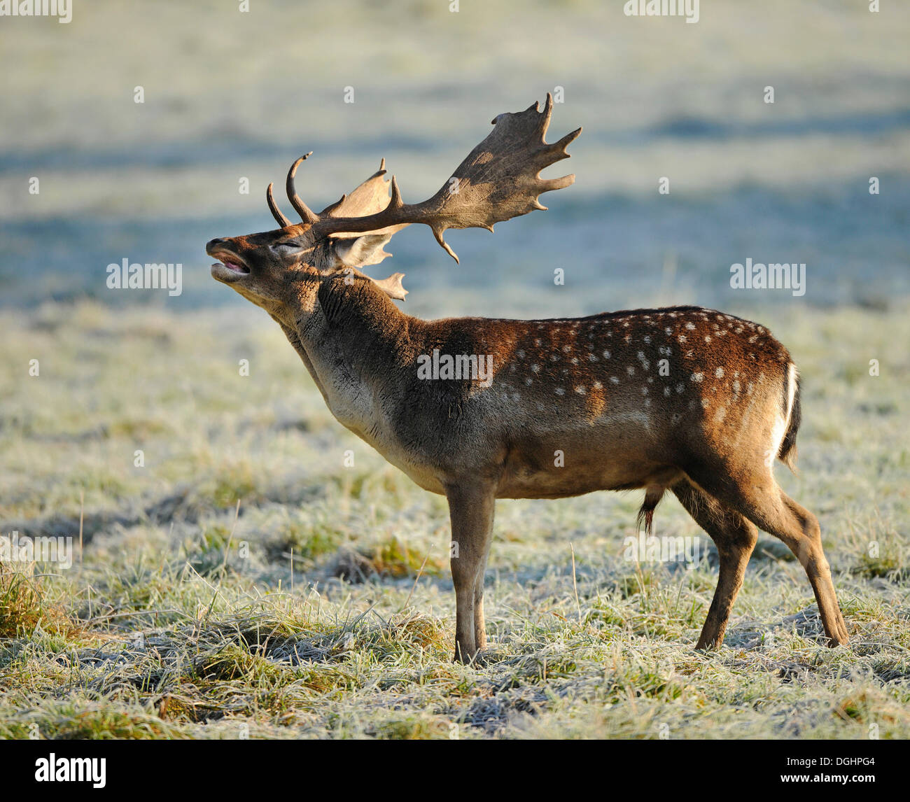 Le daim (Dama dama), buck belling durant la saison du rut, captive, Bavière, Allemagne Banque D'Images
