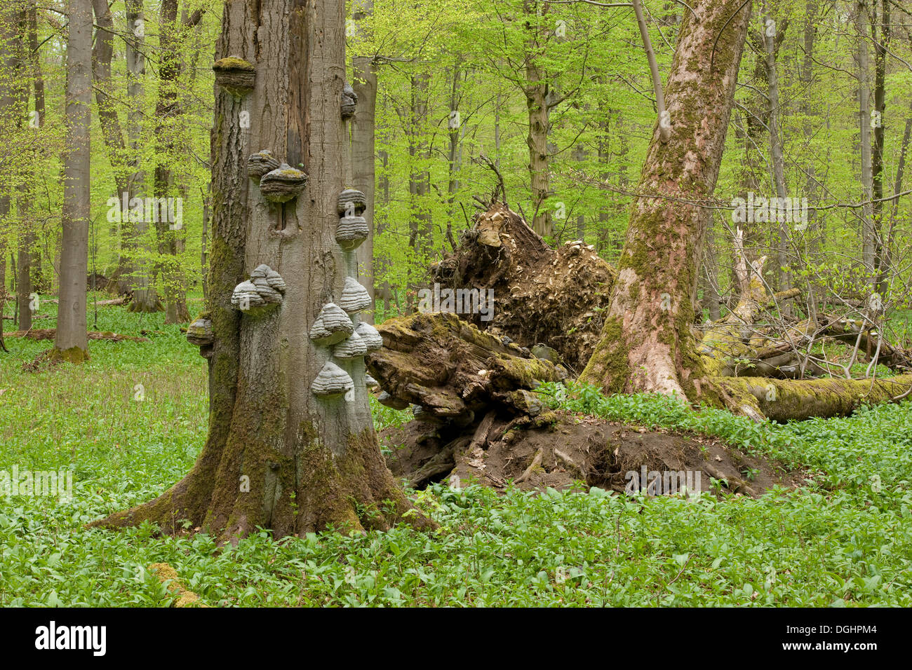 L'Amadou Fomes fomentarius (champignon), champignons poussant sur le tronc d'un hêtre mort, forêt de hêtres au printemps Banque D'Images