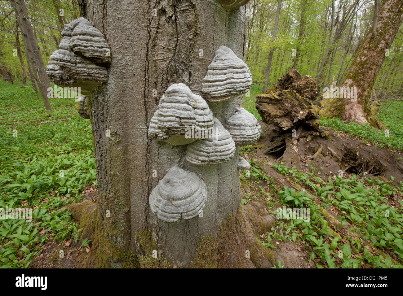 L'Amadou Fomes fomentarius (champignon), champignons poussant sur le tronc d'un hêtre (Fagus sylvatica), au printemps Banque D'Images