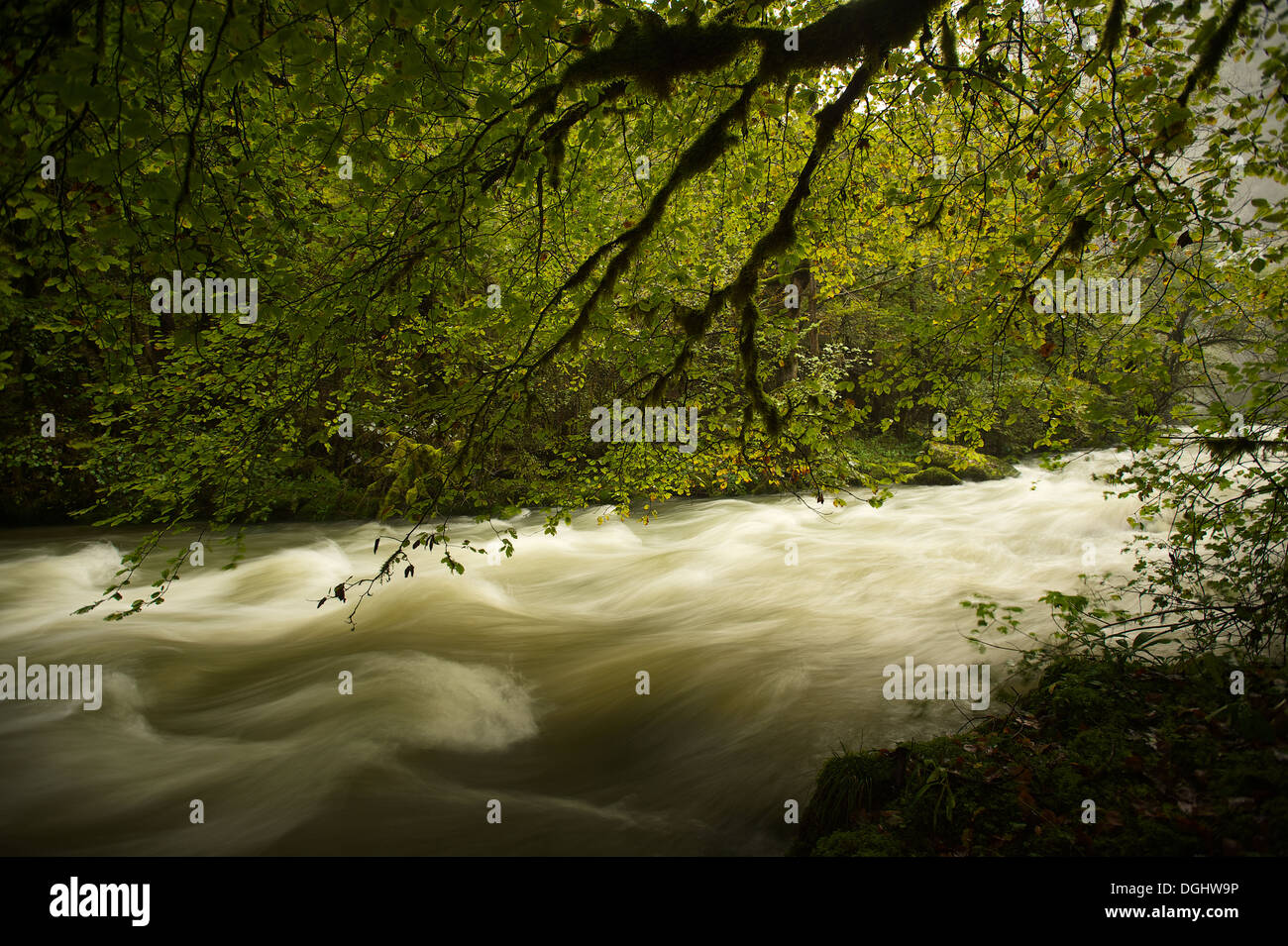 La rivière Flumen shrot coule sous les branches avec des feuilles vertes Banque D'Images