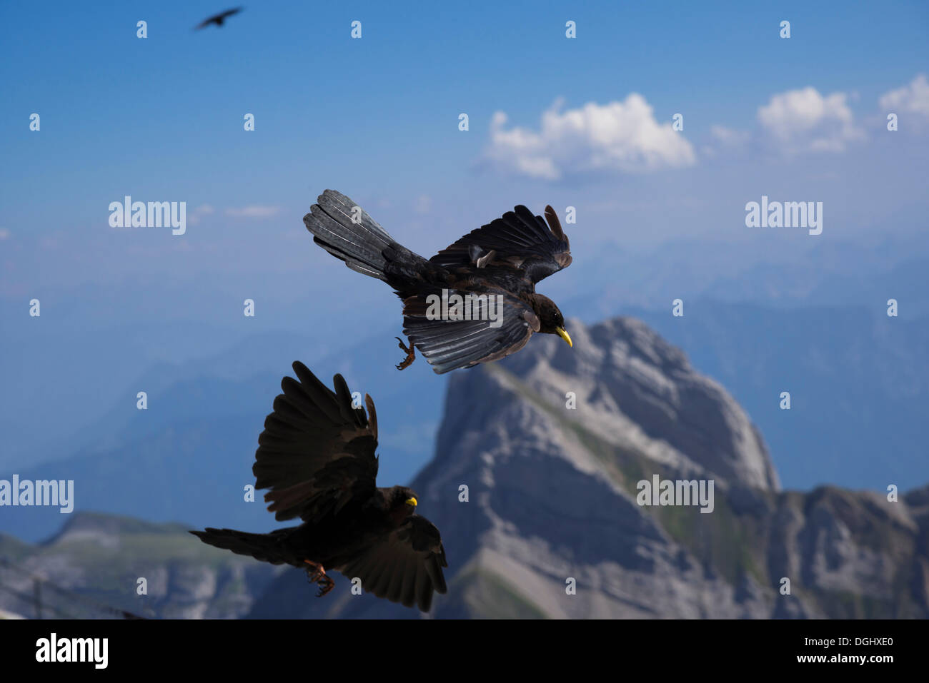 Choughs alpin ou la toux à bec jaune (Pyrrhocorax graculus) en vol, Säntis, Speicher, Canton d'Appenzell Rhodes-Extérieures Banque D'Images