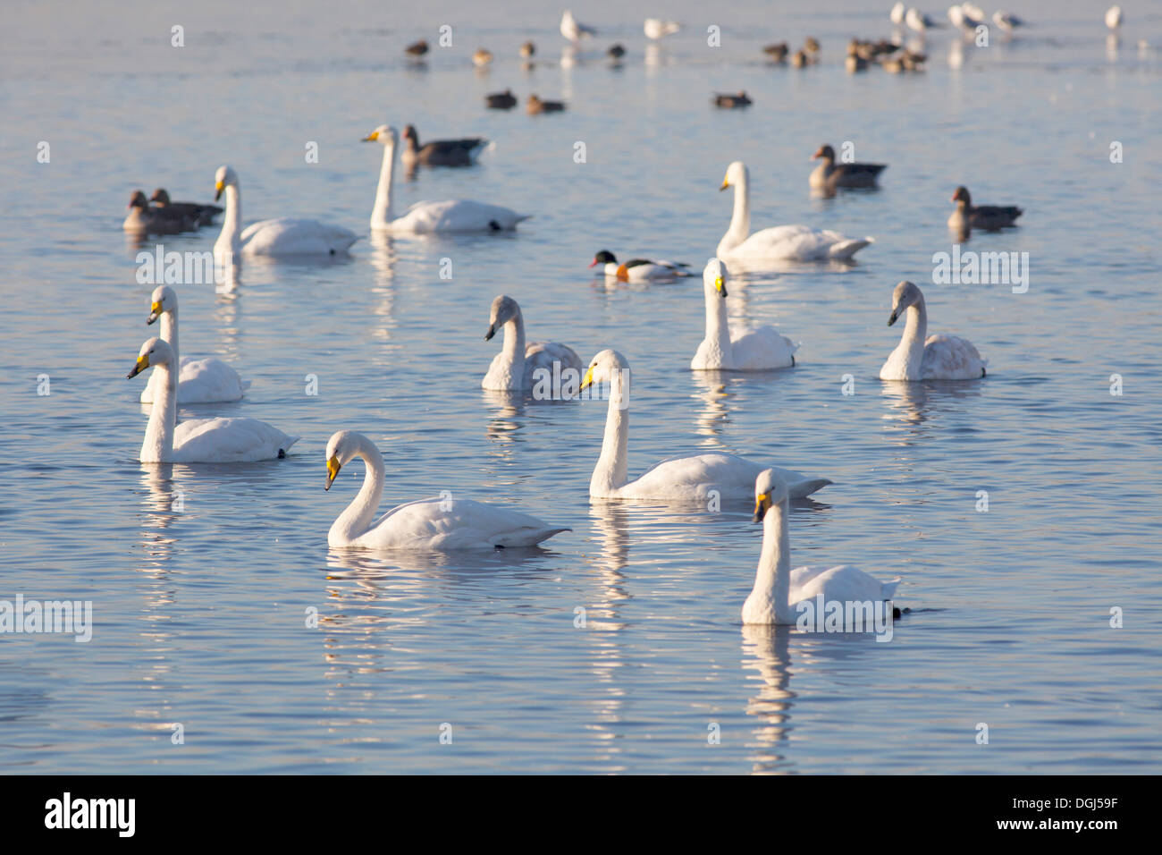 Troupeau de cygnes chanteurs migrants sur le lac en hiver avec une faible profondeur de champ et de se concentrer sur swan dans le centre de l'image. Banque D'Images