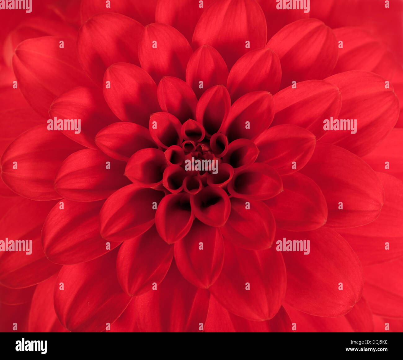 Close up of Red fleur Dahlia Banque D'Images