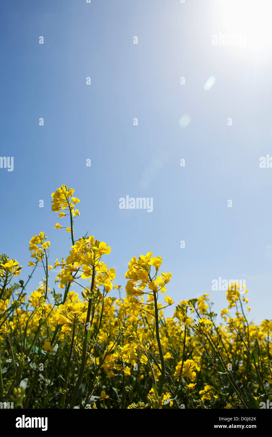 L'ajonc sur sunny day Banque D'Images