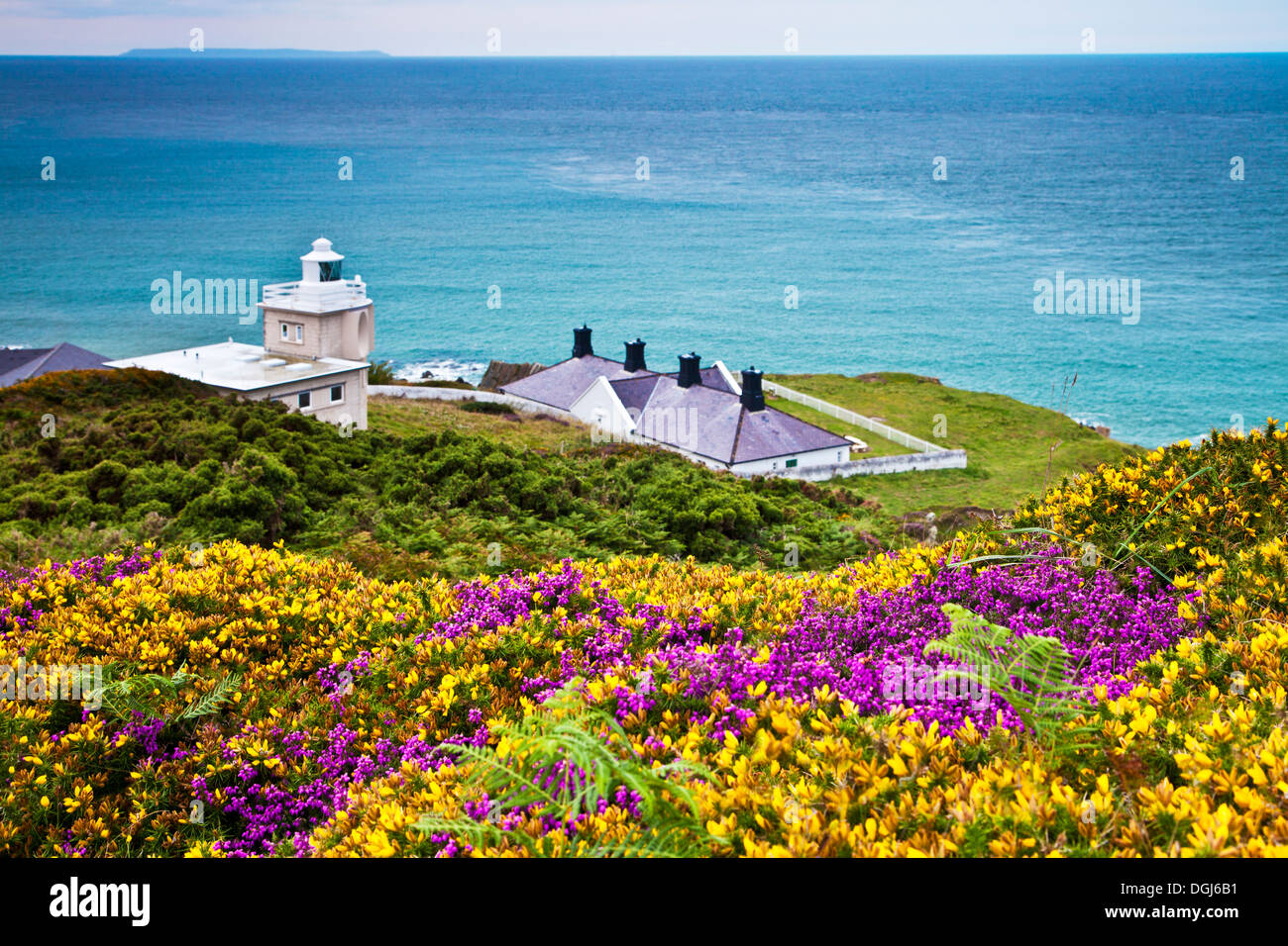 L'ajonc jaune et violet heather à Bull Point Lighthouse avec Lundy Island dans la distance. Banque D'Images