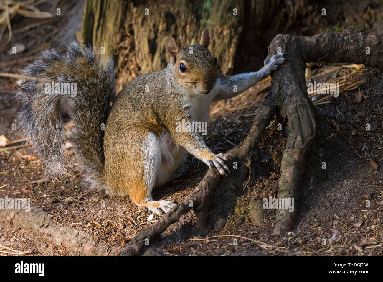 - L'écureuil gris Sciurus carolinensis, dans le processus d'enterrer la nourriture amonst les racines des arbres. Banque D'Images