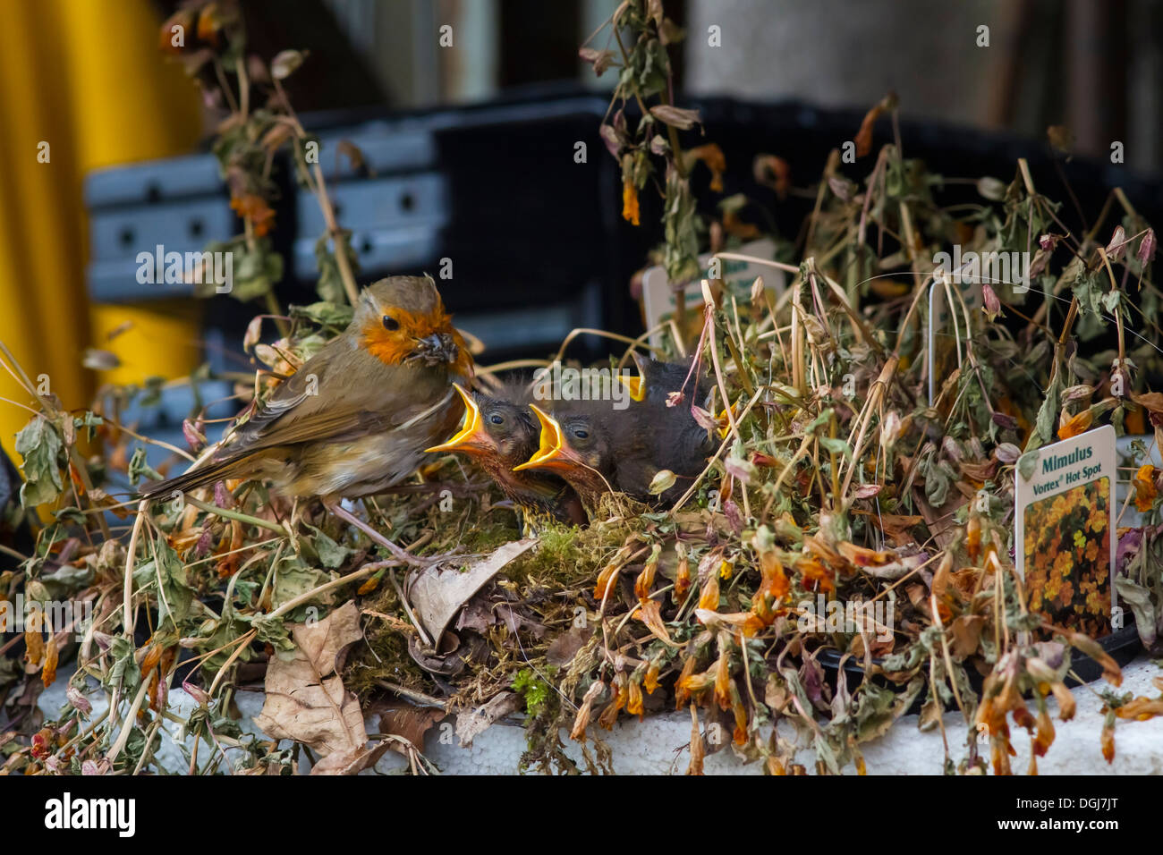 Robin l'alimentation d'un nid de jeunes affamés dans un bac de plantes dans un centre de jardinage. Banque D'Images