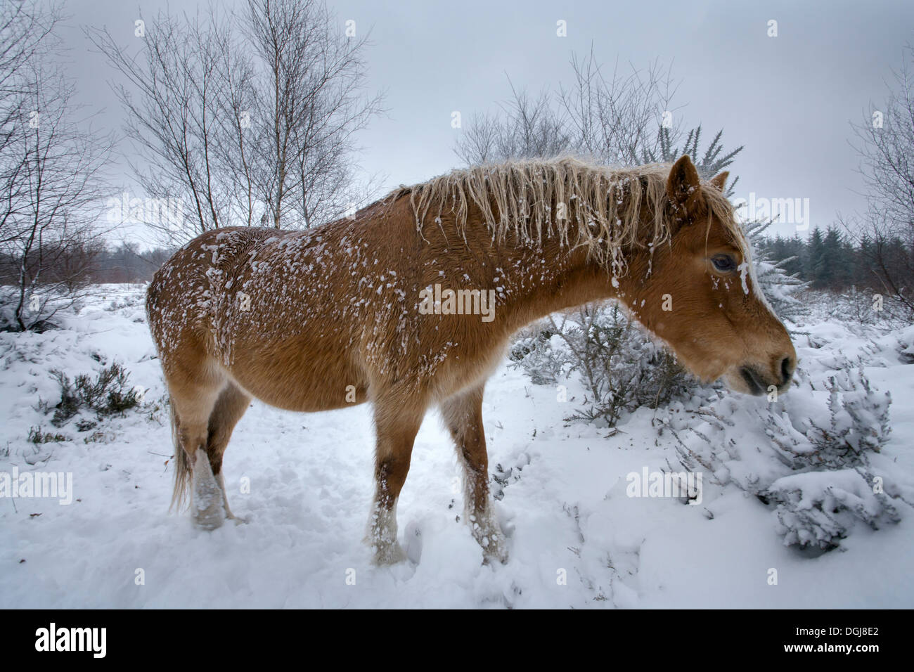 Welsh mountain pony sur landes couvertes de neige. Banque D'Images