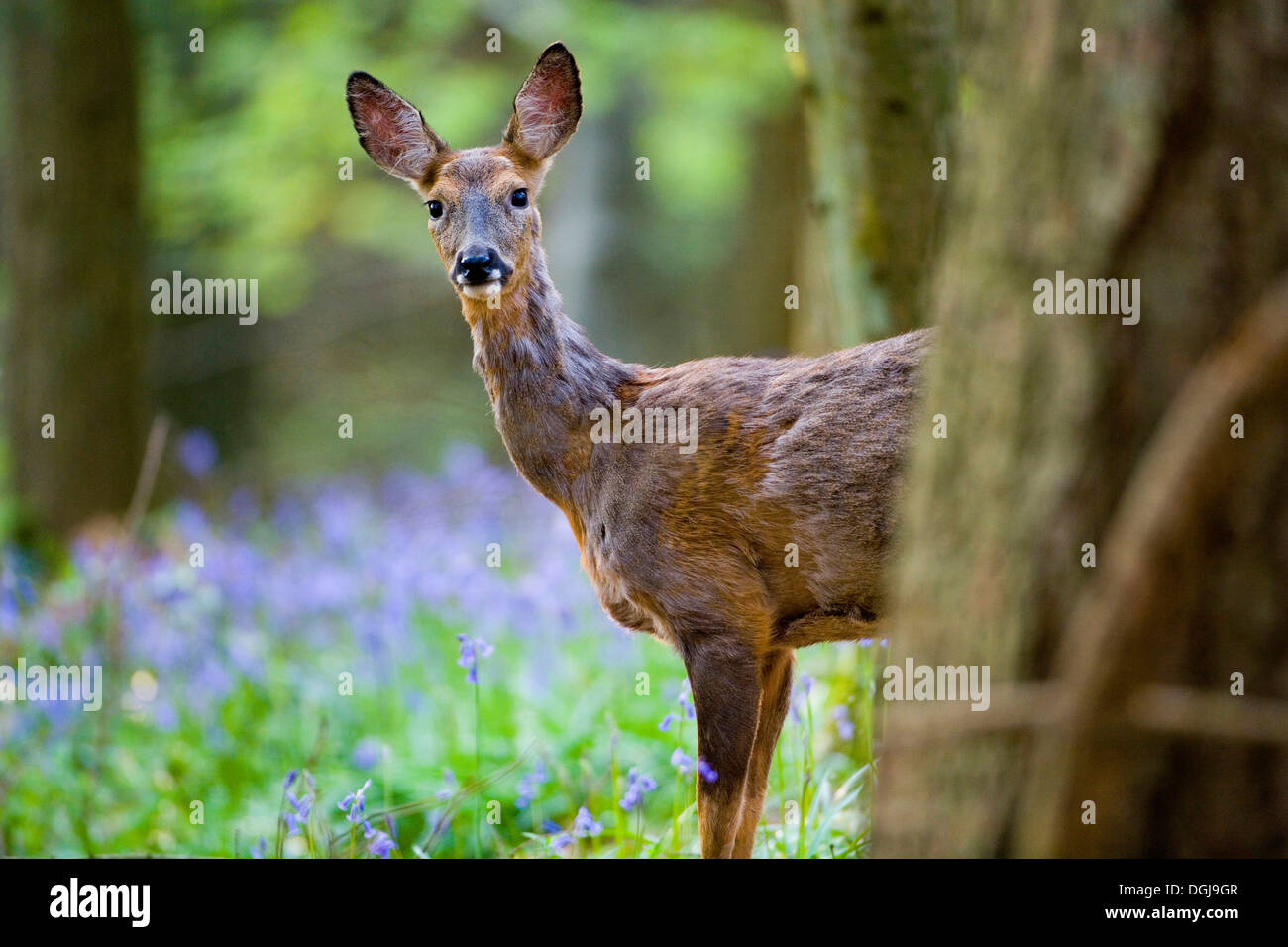 Un chevreuil dans une forêt de jacinthes. Banque D'Images
