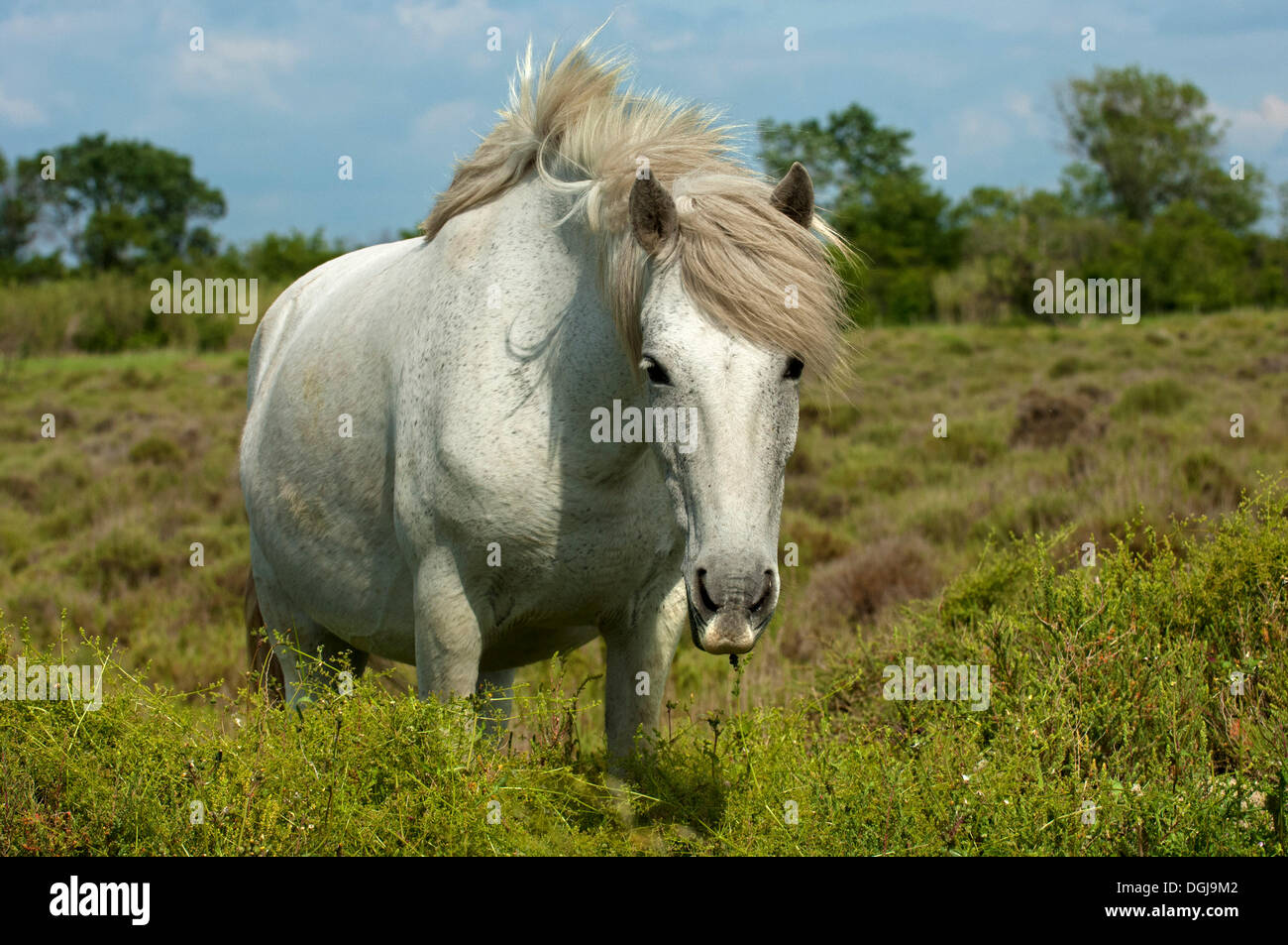 Semi-sauvages sur des pâturages de chevaux camargue, Camargue, sud de la France, France, Europe Banque D'Images